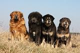 DOGUE DU TIBET 195